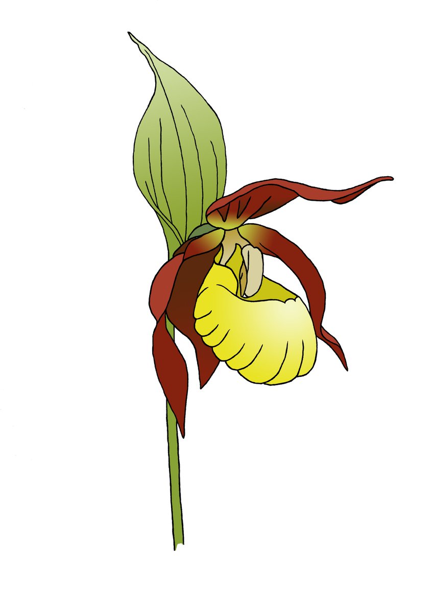 michaelffay60's tweet photo. @Mark_A_Eaton @ukorchids @BSBIbotany @wildflower_hour Lovely photo! We use this species as the logo for the 7th International #Orchid Conservation Congress @KewScience @kewgardens (28 May-1 June). #IOCCVII #ladysslipperorchid #Cypripedium calceolus https://t.co/hqssZdGASK
