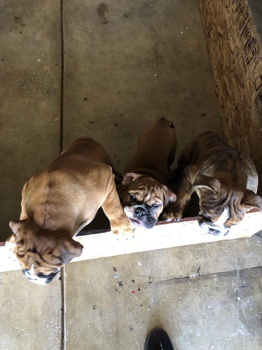 JBrownMusicOnly's tweet image. Which one should I get ? #NeedSomeHelp #DogLife #animals #DogLover #animal #jbrown 🐶🐶🐶