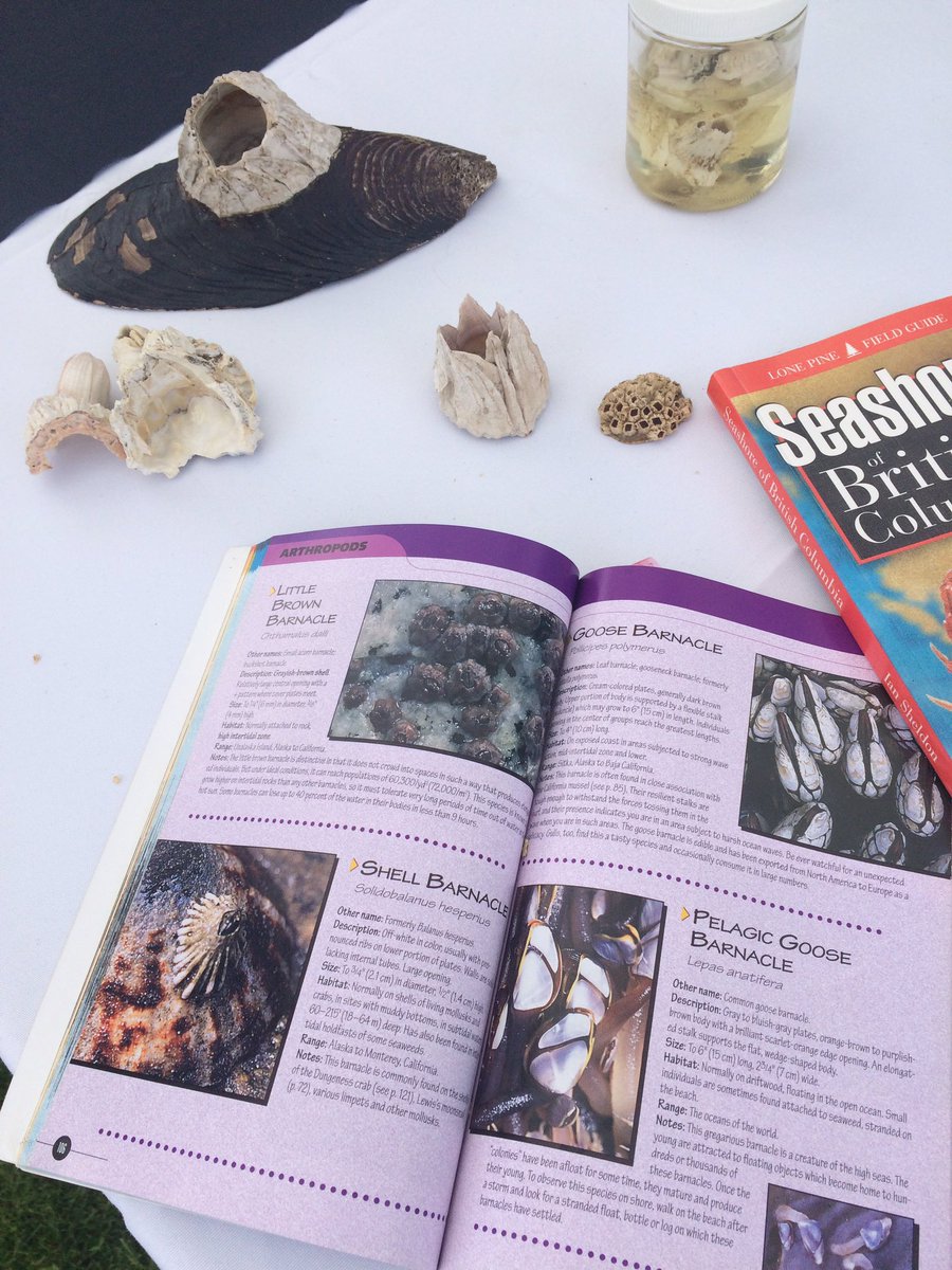 #worldwaterday <a href="/SalishSeaCentre/">SalishSeaCentre</a> come and jump in our giant barnacle and eat your fill (of bubbles) #outreach <a href="/RoyalBCMuseum/">Royal BC Museum</a>