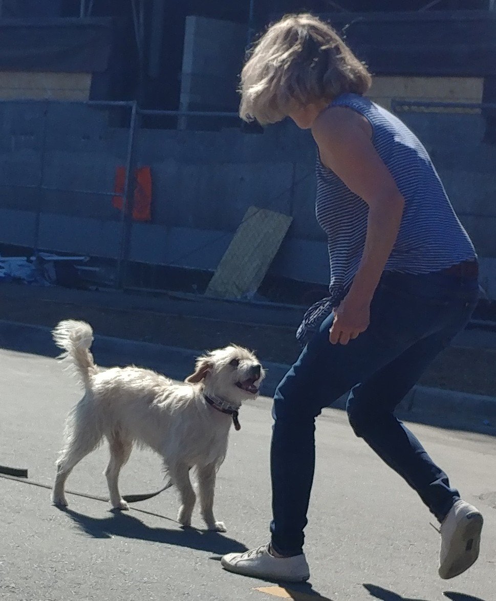 JakesWishRescue's tweet photo. Conzo is hitting the dance floor! #AdoptDontShop #AdoptMe #jakesfest https://t.co/Je3tjk7N4J