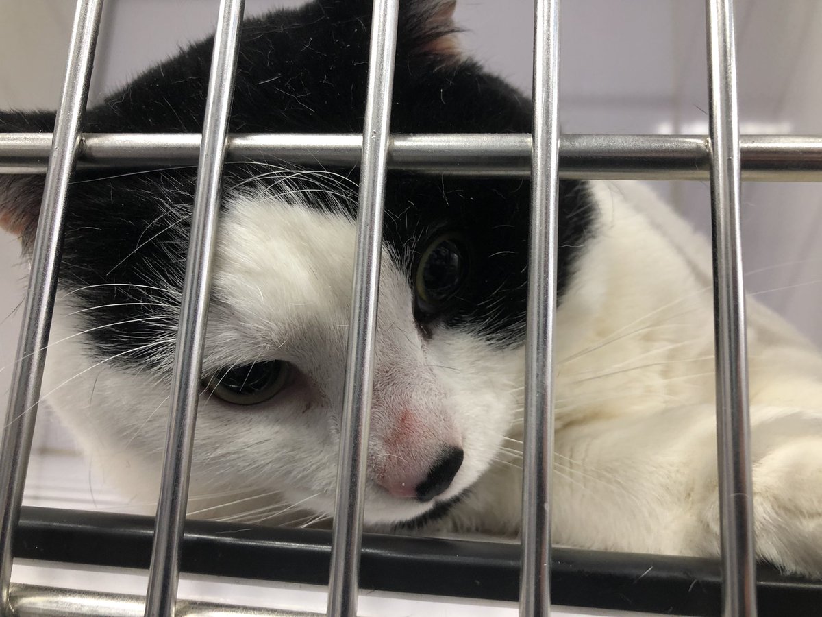 RascalUnit's tweet photo. A few of the faces helped this weekend by the Rascal Unit and @TNRofWarren in Trumbull Co. Our final count this weekend was 71 female and 57 male cats (128!) & 3 bunnies for a total of 131 surgeries.
#cat #feral #feralcat #spay #neuter #rabbit #bunny #mobilevet #RascalUnit #TNR https://t.co/IKopdZKtHX