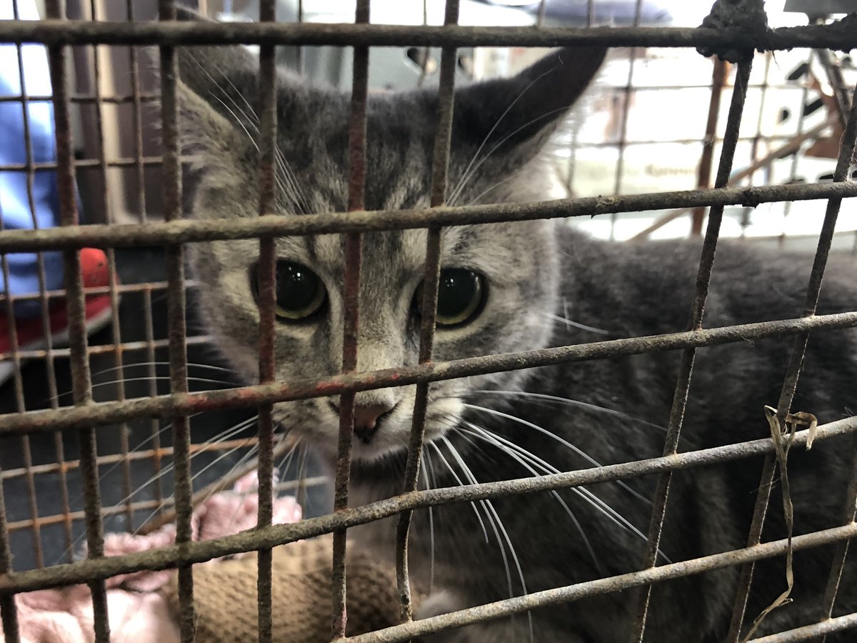RascalUnit's tweet photo. A few of the faces helped this weekend by the Rascal Unit and @TNRofWarren in Trumbull Co. Our final count this weekend was 71 female and 57 male cats (128!) & 3 bunnies for a total of 131 surgeries.
#cat #feral #feralcat #spay #neuter #rabbit #bunny #mobilevet #RascalUnit #TNR https://t.co/IKopdZKtHX