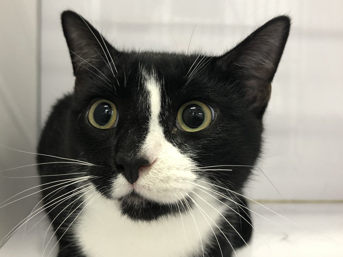 RascalUnit's tweet photo. A few of the faces helped this weekend by the Rascal Unit and @TNRofWarren in Trumbull Co. Our final count this weekend was 71 female and 57 male cats (128!) & 3 bunnies for a total of 131 surgeries.
#cat #feral #feralcat #spay #neuter #rabbit #bunny #mobilevet #RascalUnit #TNR https://t.co/IKopdZKtHX