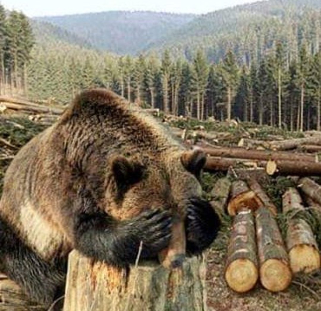 Ворует лес картинка