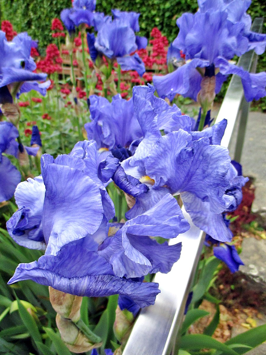 Carola Christina (@carofit40) on Twitter photo 