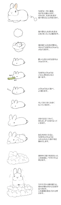 うさぎをかんさつしてみよう!(うさぎのひみつシリーズ 2巻より) 