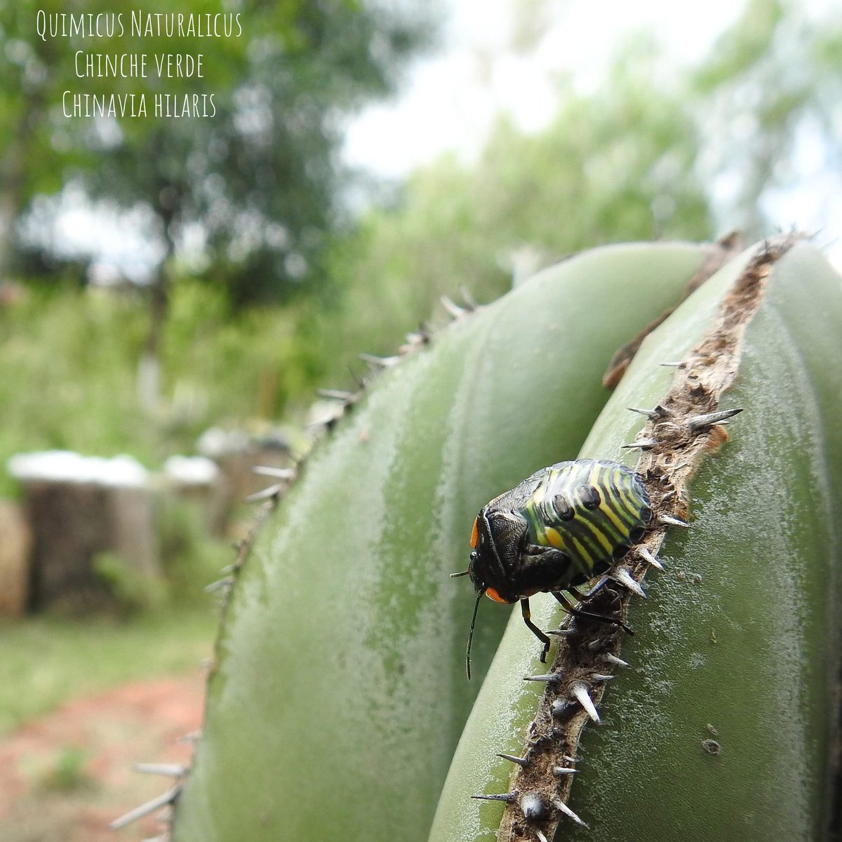 quimicus's tweet photo. Esta Chinche Verde, Chinavia hilaris, es bastante apestosa 😅
Aunque se nombre es verde, es cierto que puede tener más colores que ese.

#quimicus #nikon #insectos #insects #ChincheVerde #Chinaviahilaris #GreenStinkBug #naturephotograpy #naturaleza #nature #irapuato https://t.co/I0trhLvfDx