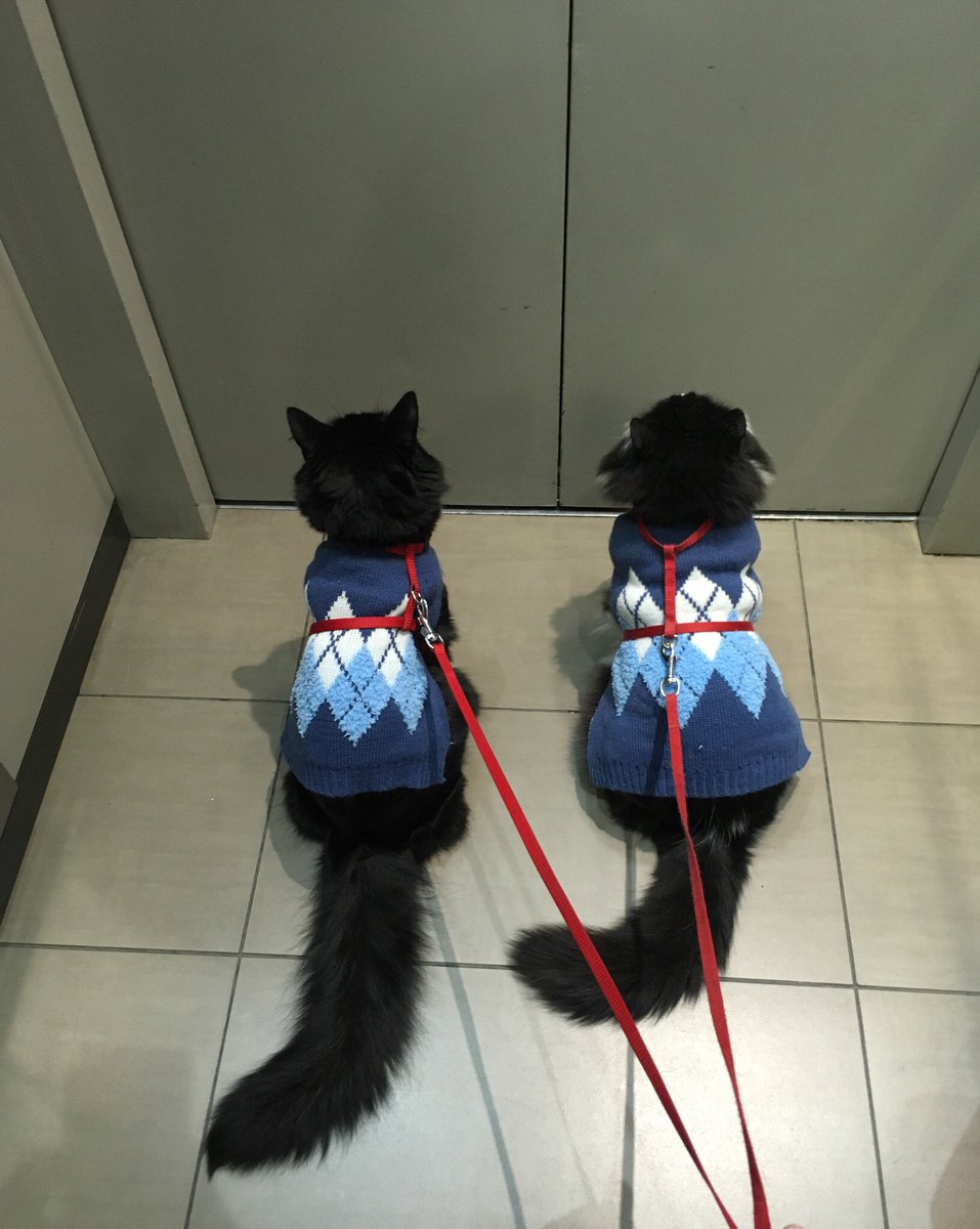 giovannademaria's tweet photo. Ricuras de paseo😍 Queridos #CatLovers les tinca si chocheamos? Competencia de ternura! @DRPREYES @consuelogarciag @patrmarsh @carolinapinoc @alledeformes @BlanquitaMontt @DanielVitis @sotomayor_el @kattykowaleczko @ZitaTarot @MarciaVargasS @PatssyPatt_ @quiltrosmagazin https://t.co/m3bwEWQZCZ