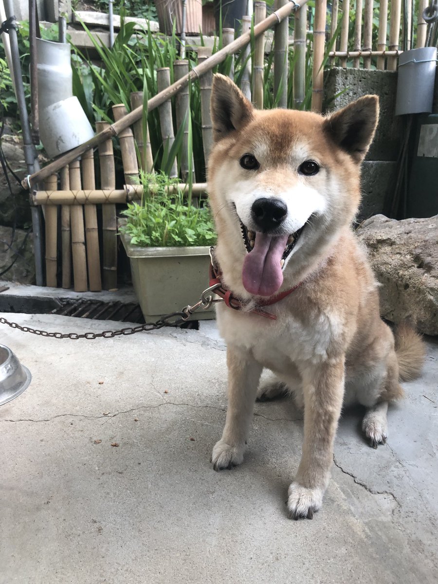 sora_0203's tweet photo. #柴犬保護しました

6/2 PM10時頃
伊達郡桑折町
睦会ふれあい会館付近

男の子 未去勢
首輪の痕なし

人慣れしており標準体型のため
最近まで飼われていたはずです！ https://t.co/ObK7U9O4kB