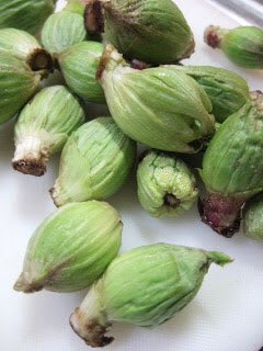 草木のこと در توییتر Butterbur Sprout 蕗の薹 英語 にするとこれもスプラウトなんだと 妙な感じ モヤシやカイワレ大根とは違うって言いたいんだけどな 山歩きの趣味もないし 山歩きを楽しむようなタイプでもないので 蕗の薹を楽しみに春を待つこともなかったけど