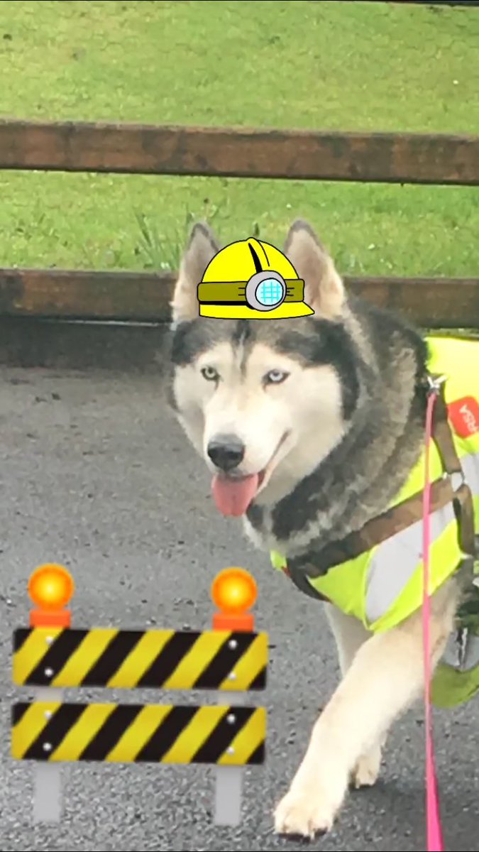 MayaMayoHusky's tweet photo. Day 1: Treat Inspector
#SiberianHusky #DogsofTwittter #dogsofinstagram #MayaAndFrensInsta #Work https://t.co/eBnloNKA0e