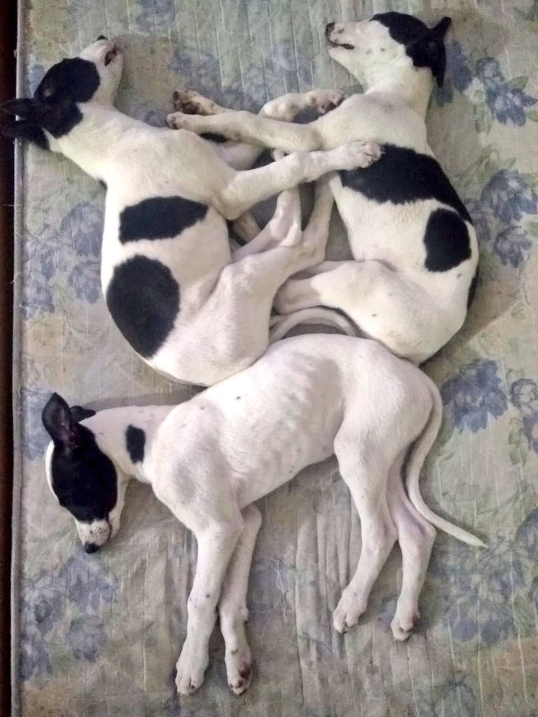 AdoptaUnGalgo's tweet photo. #DiaNacionalDelPerro
Chorny, Boris e Igor en adopción! Sus hermanos Iuri, Bliny y Milo también buscan hogares de tránsito o familias para siempre. Zona norte, Luján, CABA y aledaños y La Plata. 💌adoptaungalgoenargentina@hotmail.com
Entrevista, castración, seguimiento de por vida https://t.co/whPf0EYyoo
