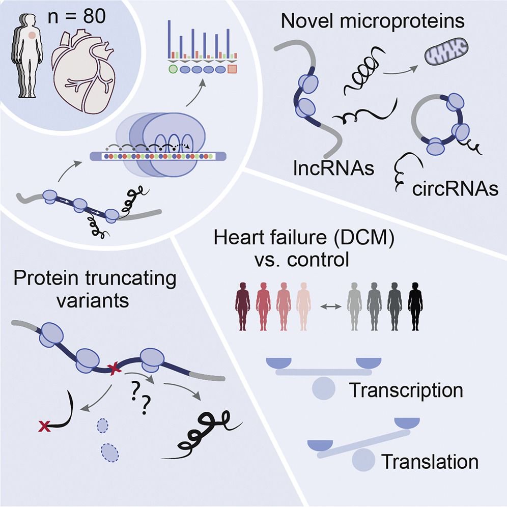 mmw_lmw's tweet photo. Understanding #TranslationalRegulation through #RibosomeProfiling | translated mRNAs downstream of protein-truncating variants | Norbert Hubner @MDC_Berlin @CellCellPress https://t.co/IwcHapecGa https://t.co/eY4LJriP6e
