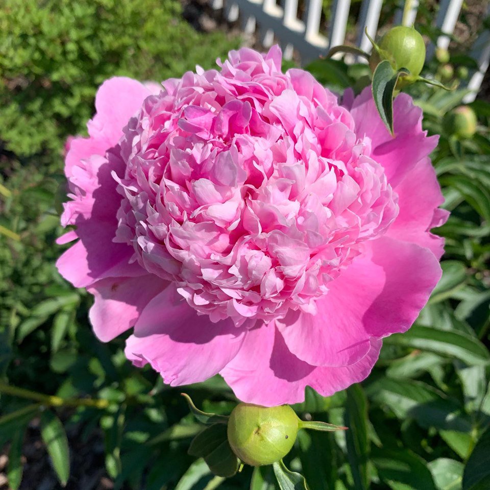 genabessire's tweet photo. My Peonies are back!!! I love this time of year!
#amwriting #amreading #writer #ratherbewriting #rbw #lovestory #authorsofinstagram #writerslife #flowerpower #lovemyflowers #peonies #amazingflowers #yardprettiness #yardimprovement #gardening https://t.co/Ms5ZWSfabU