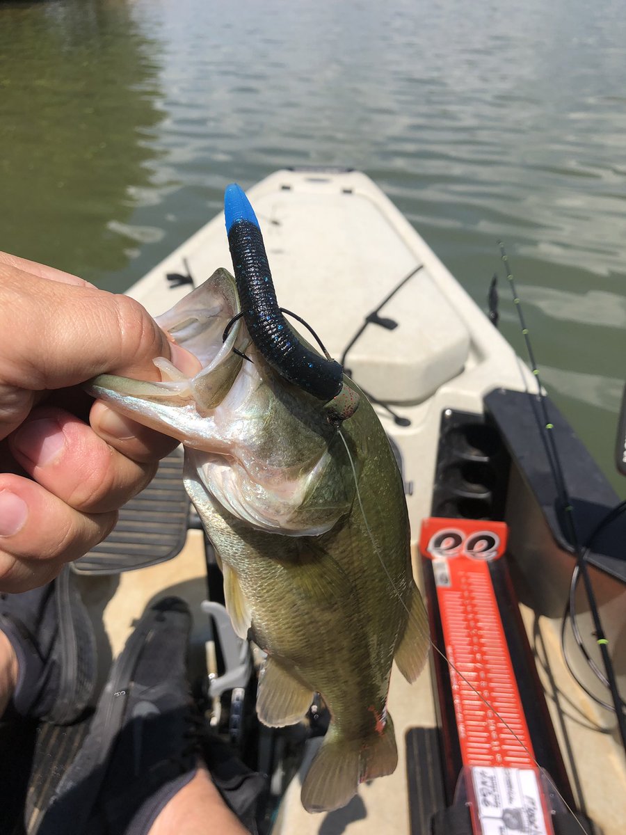 kayakbassmafia's tweet photo. When you get some of @jerseydevilbaits hand poured worms and you rip them up flipping bushes. Cut them down and use @liftedjigs neg EWG hooks and keep ripping lips. @BaitsDevil @JerseyDevilBnL https://t.co/ELzSY42R5s