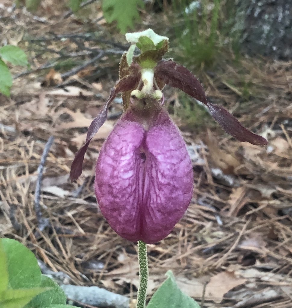 The Wonton Don tweet media