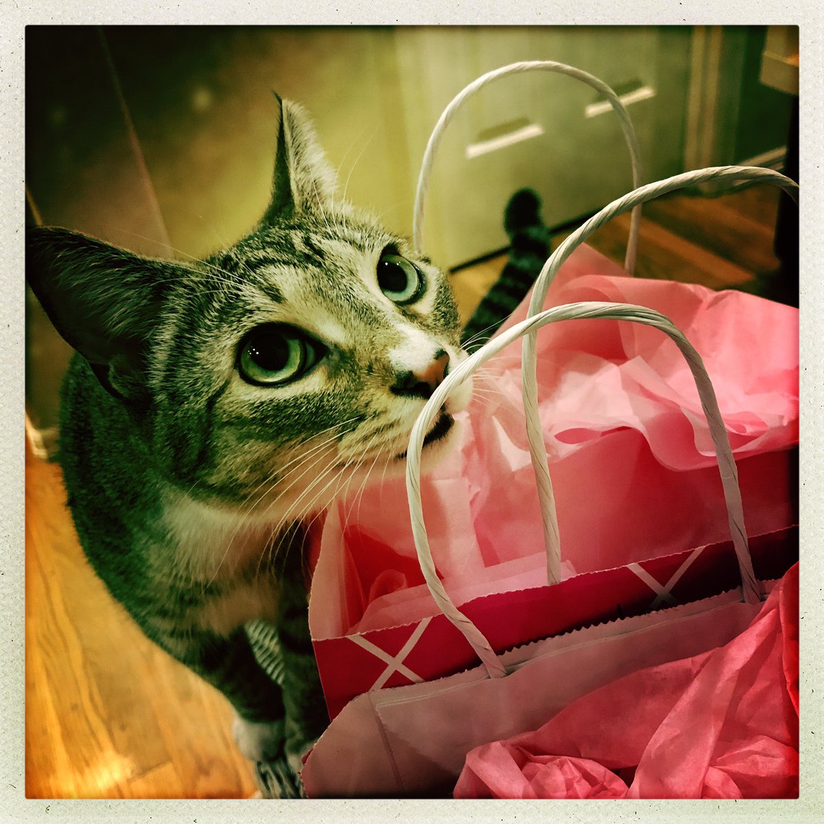 FatFelines's tweet photo. For moi?! #CatsOnTwitter #catlady #kitten https://t.co/HgQXfj1z7I