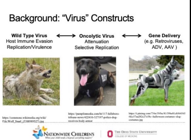 AshleySumrallMD's tweet photo. Gene therapy is more fascinating. Great graphic Dr Cassady. Le’s apply to #VB111... #btsm #ASCO19 #ASCOLCI https://t.co/tqu9dnR5lu
