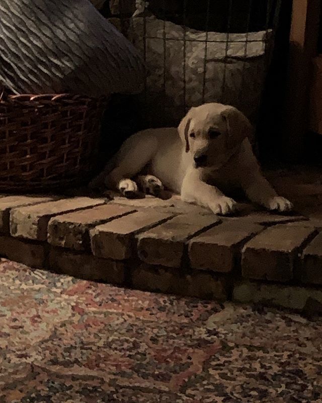 Dawn_Shapley's tweet photo. #Johnny #mysweetpup https://t.co/aqUtXUcBrp https://t.co/54gam12t7F