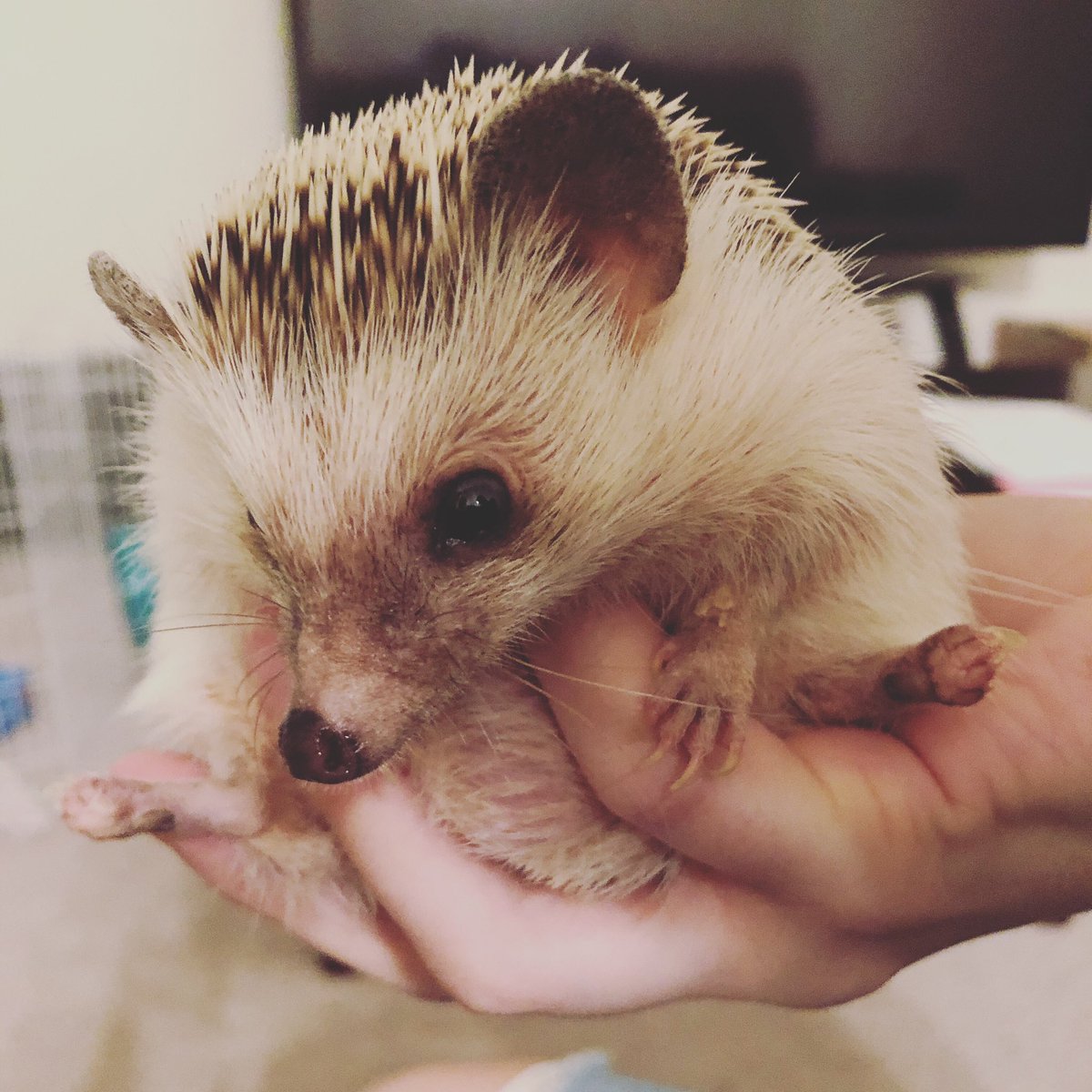 takithecorgi's tweet image. Mr beans #hedgehog