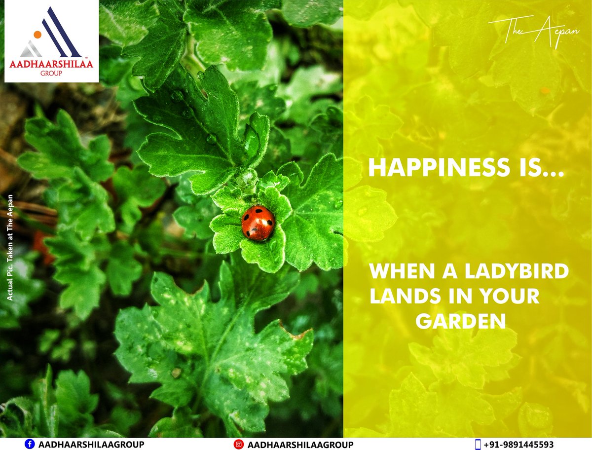 aadhaarshilaa's tweet photo. Happiness is..When a #ladybird lands in your #garden. The scientific name for #ladybug is #coccinellidae. This little #ladybeetle is enjoying on an Indian #chrysanthemum plant in our garden at #TheAepan. #nature #mountains #lifeinthehills #holidayhome #tinycreature #uttarakhand https://t.co/uJUBcKXDkz