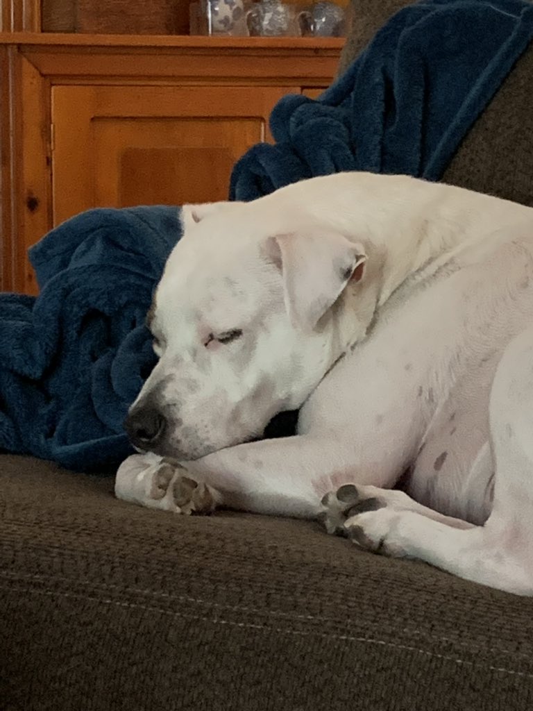 Dan Levesque tweet media