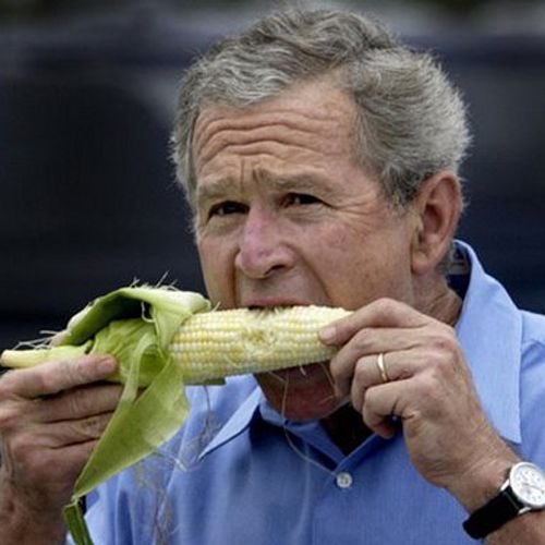 ellieskitchenuk's tweet image. I just had corn on the cob in a restaurant and was watched by a girl and her BF the entire time. They laughed &amp;amp; then persisted to act out how I ate my corn (like bush is below) to another couple. Y’all tell me how else I’m supposed to enjoy my delicious corn!? #corngate