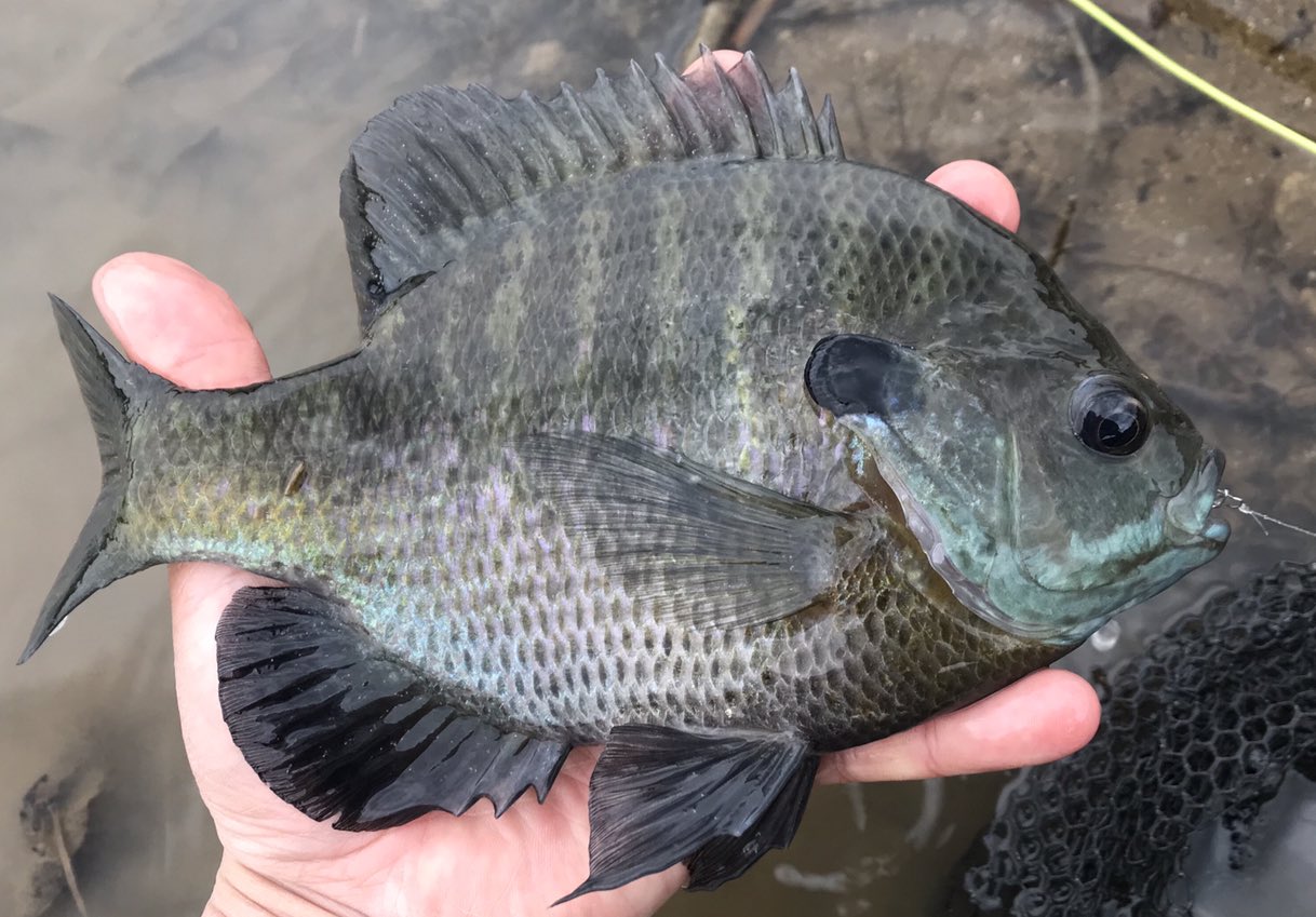 Mokumoku 自ら課した禁を犯してブルーギルを釣りました 背びれを出しながらのバイトは見ていて本当にシビれます 自己記録 と並ぶ7寸21cm プリのメスかな 釣り上げるまでは もっと大きいと思っていました 21cmにしては体格がとても良かったです