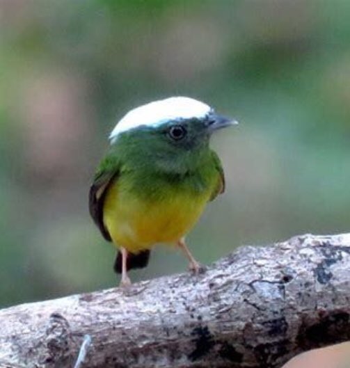 Dreamya44's tweet photo. Le #ManakinEnneigé est un #Oiseau de la #Famille des #Pipridae. On le trouve dans le bassin #Amazonien du #Brésil et dans l'extrême nord-est de la #Bolivie. https://t.co/AOZNo4Ojmf