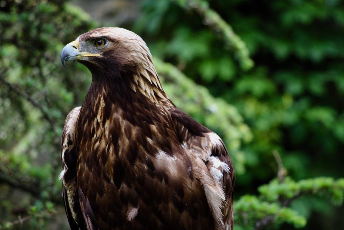 FFOSTERRs's tweet photo. Enjoyed visiting @RWPZoo. Lots of great plumage! #birds #hornbill #goldeneagle #rwpzoo https://t.co/F0l4tSmnJP
