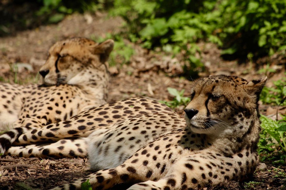FFOSTERRs's tweet photo. A lazy day @RWPZoo. #cheetah #redwolf #wolf #kookabura #rwpzoo https://t.co/UnntuYfsKj