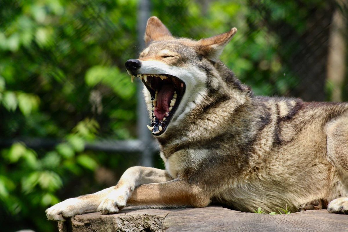 FFOSTERRs's tweet photo. A lazy day @RWPZoo. #cheetah #redwolf #wolf #kookabura #rwpzoo https://t.co/UnntuYfsKj