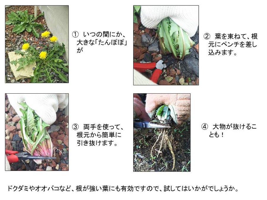 警視庁が教える 雑草 を根っこから抜く方法 これで根絶やしにできる Grape グレイプ
