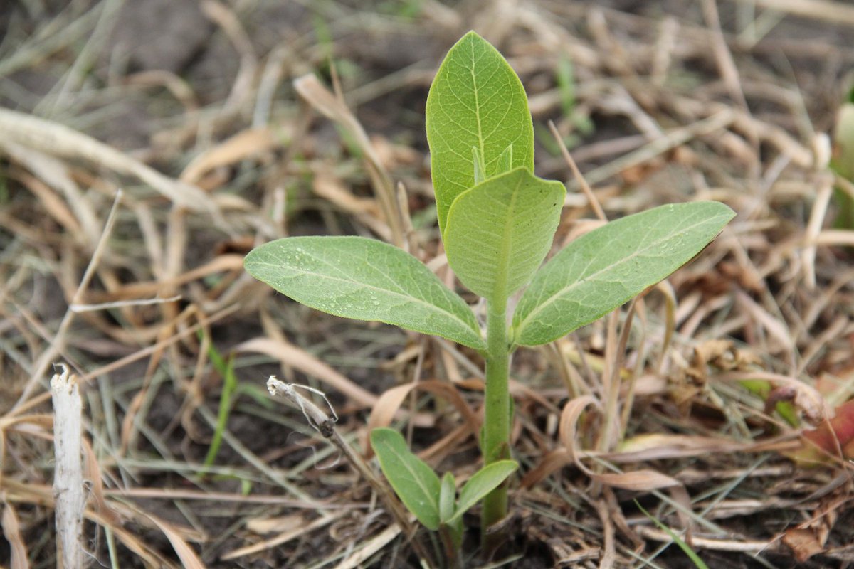 Looking for ways to plant monarch habitat this summer? Get started on plantmilkweed.org! 

Photo: Common milkweed sprout, by Wendy Caldwell