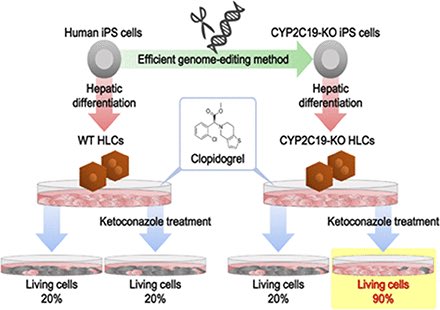 分子生物学分野 阪大 薬学 生化 業績紹介 Deguchi S Yamashita T Igai K Harada K Toba Y Hirata K Takayama K Mizuguchi H Modeling Of Hepatic Drug Metabolism And Responses