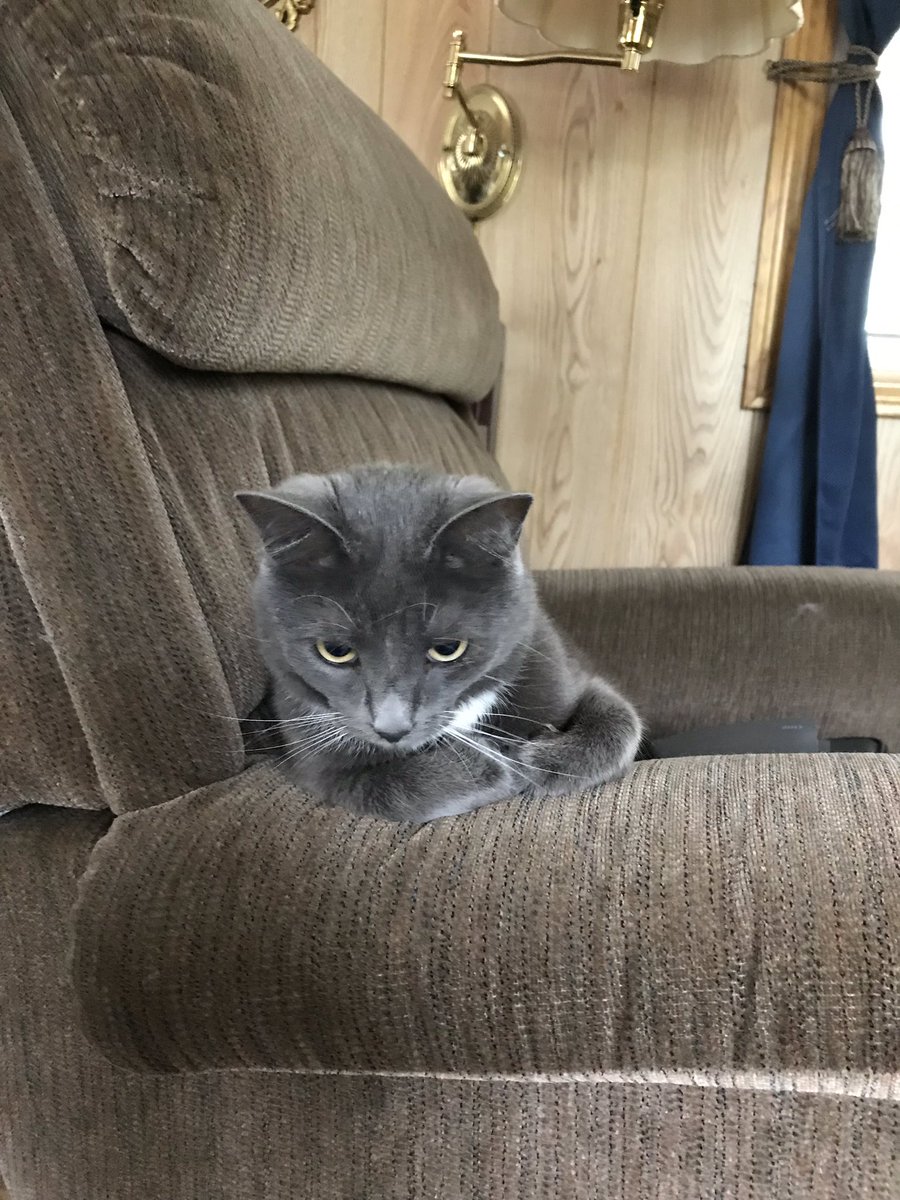 “I asked for a cigar and glass of wine... I’m still waiting, Human.” #CatsofTwitter