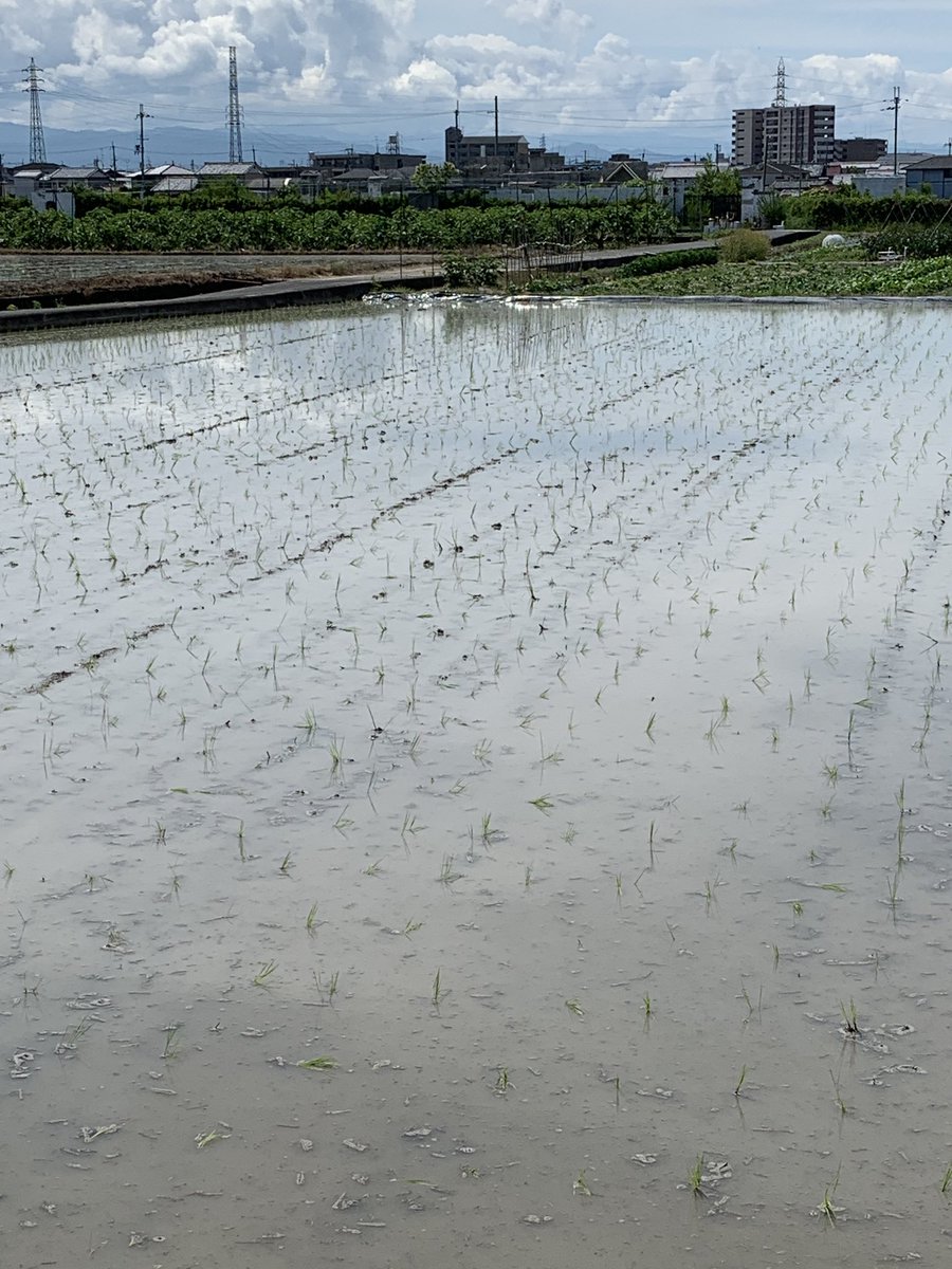ごはんかふぇ 実ぃ ごはんかふぇ実ぃです 定休日あけに ほっこり席の景色が かわってましたよ 季節ですねぇ 奈良県大和郡山市小泉町 片桐公民館南側 11 30 15 00 大和郡山 ランチ カフェ