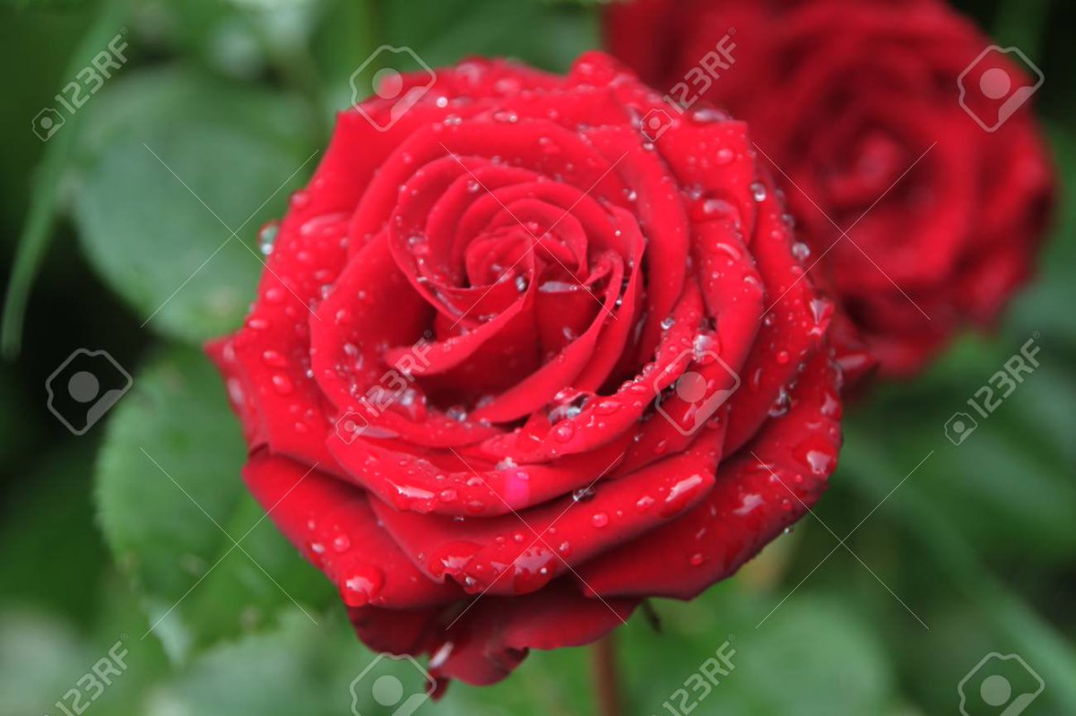 adaptive nonlinear system indentification the volterra