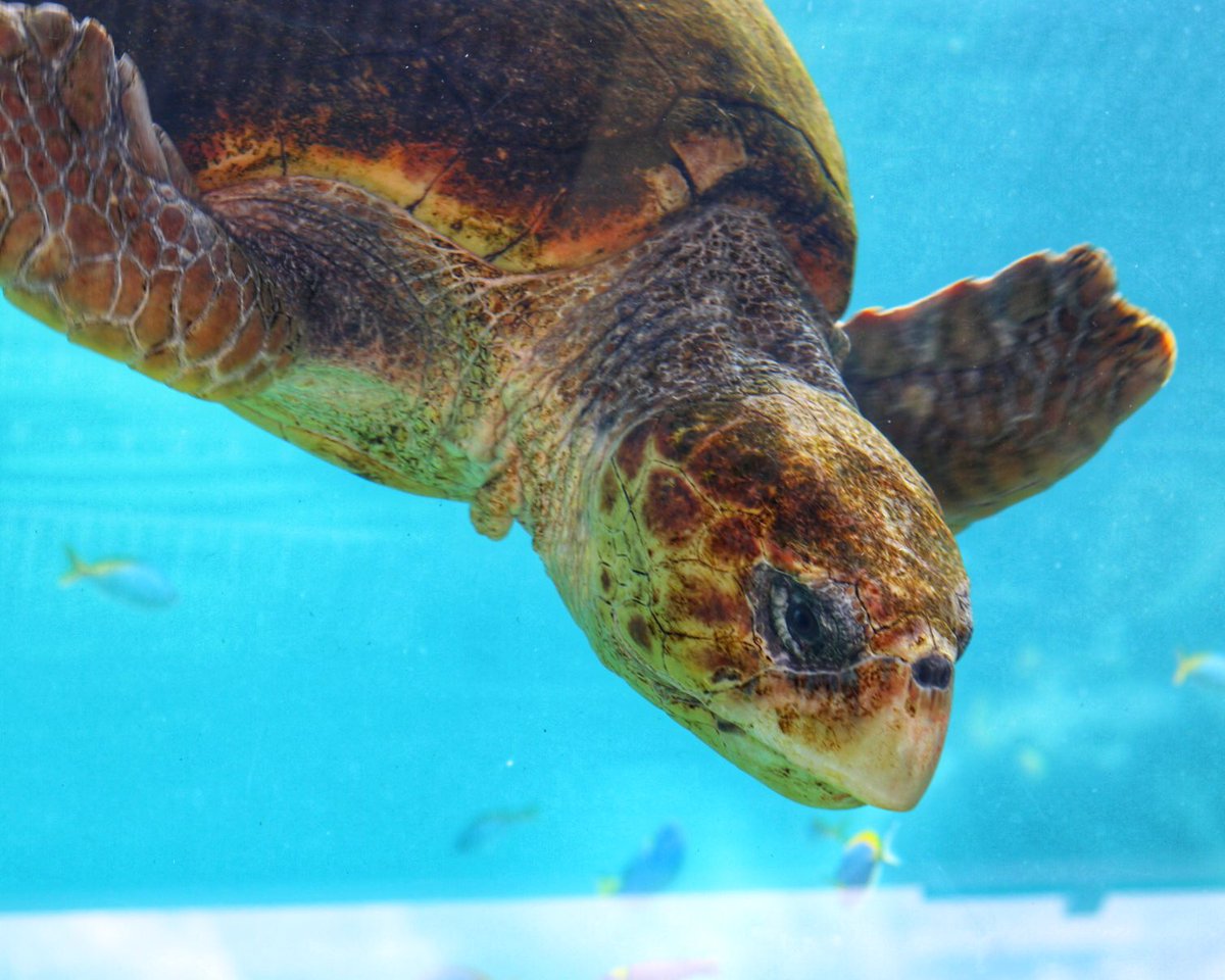 fabeveryday's tweet photo. We loved seeing the new #TurtleReef today at @SeaWorldTexas w/ @HiltonHotels for their #HiltonsTexasSizedSavings promotion! See all the fun from our day, including behind the scenes at #seaworldtexas on my IG Story 👉🏼 https://t.co/vRk3ULj8kf
#sponsored #HiltonsofSanAntonio https://t.co/lHys3zCZQD