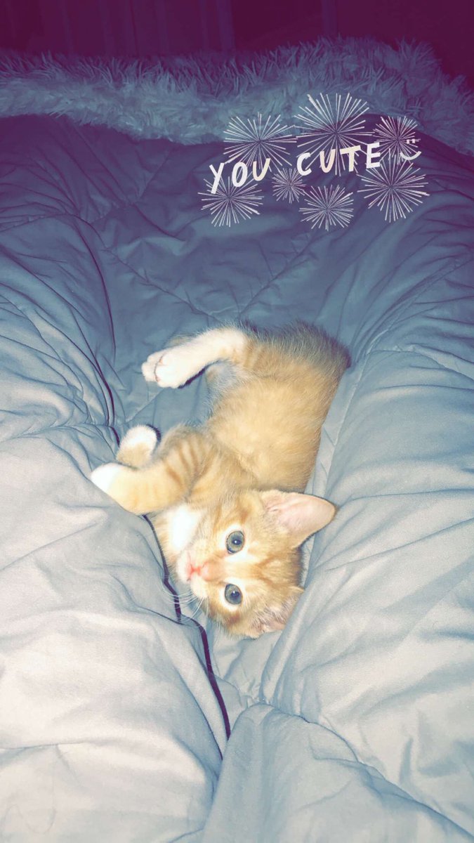 banderson2299's tweet photo. Y’all I am OBSESSED with my cat ♥️♥️♥️ https://t.co/U15QCM7cRk