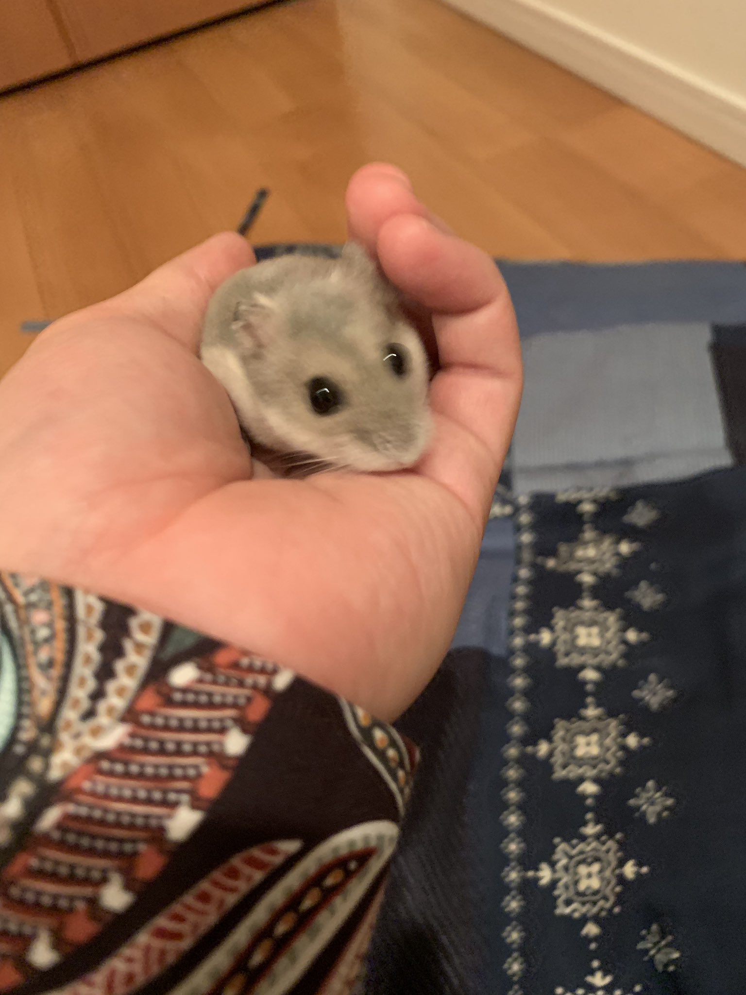 きょん きょんくま お預かりペットちゃん達 かわい