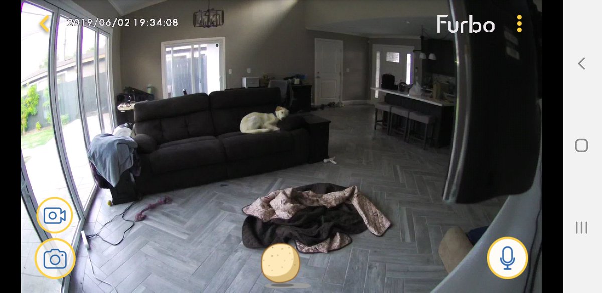 Jessica On Twitter This Booger Dragged The Couch Cover Off And
