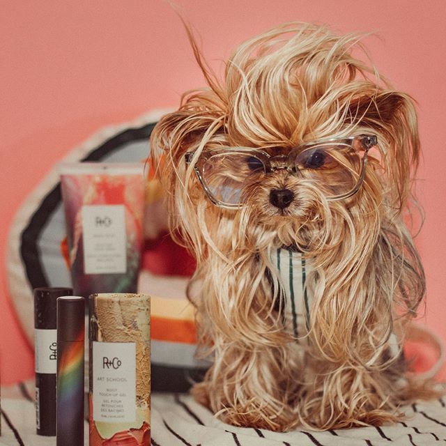 williecute's tweet photo. Not ready for Monday but my hair is 🤓 #allyouneedisgoodhair https://t.co/IoMqbpqG2C