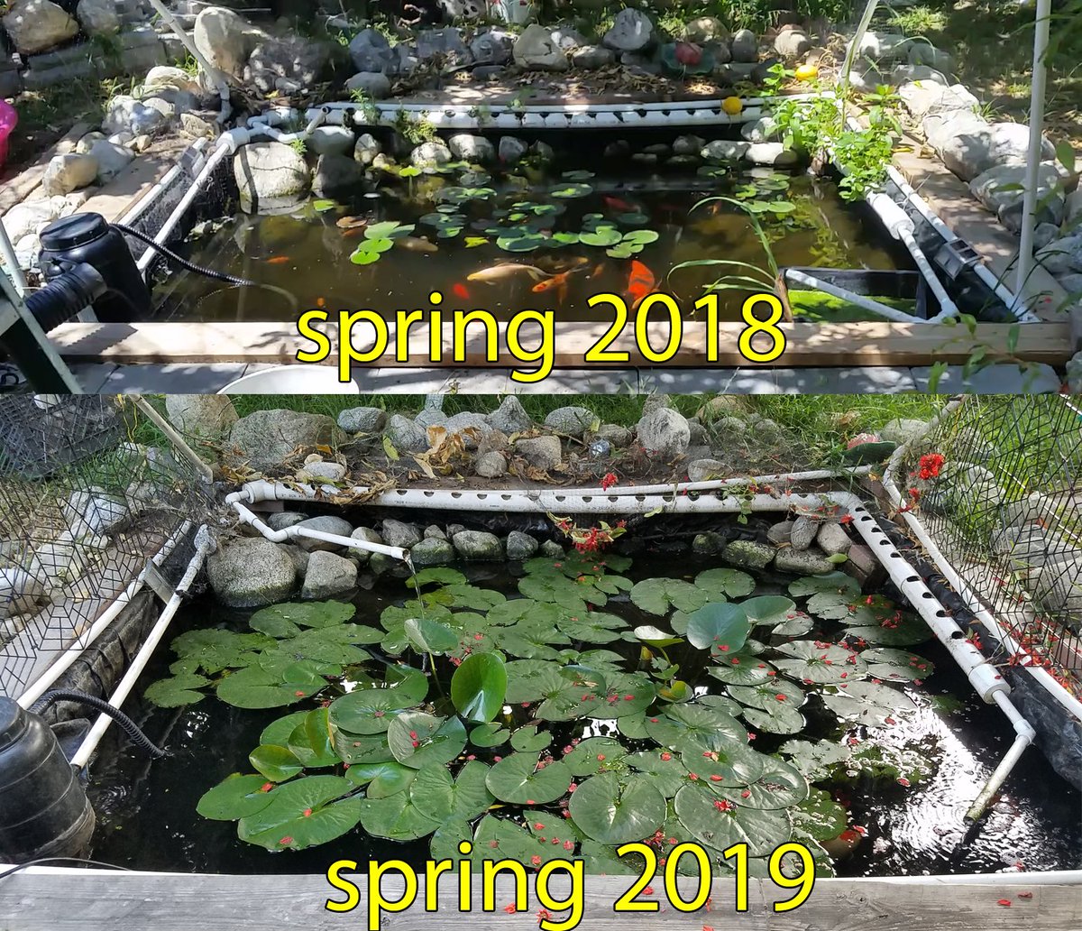 the water lily plant getting big. I have to remove some for next year.