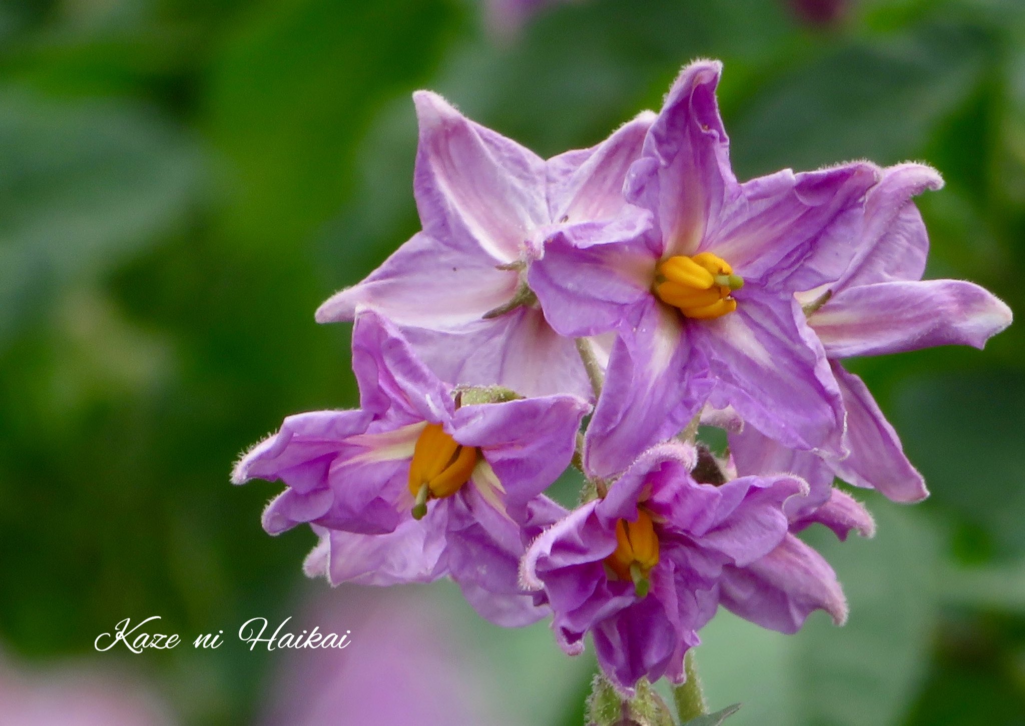 馬鈴薯の花 Twitter Search Twitter