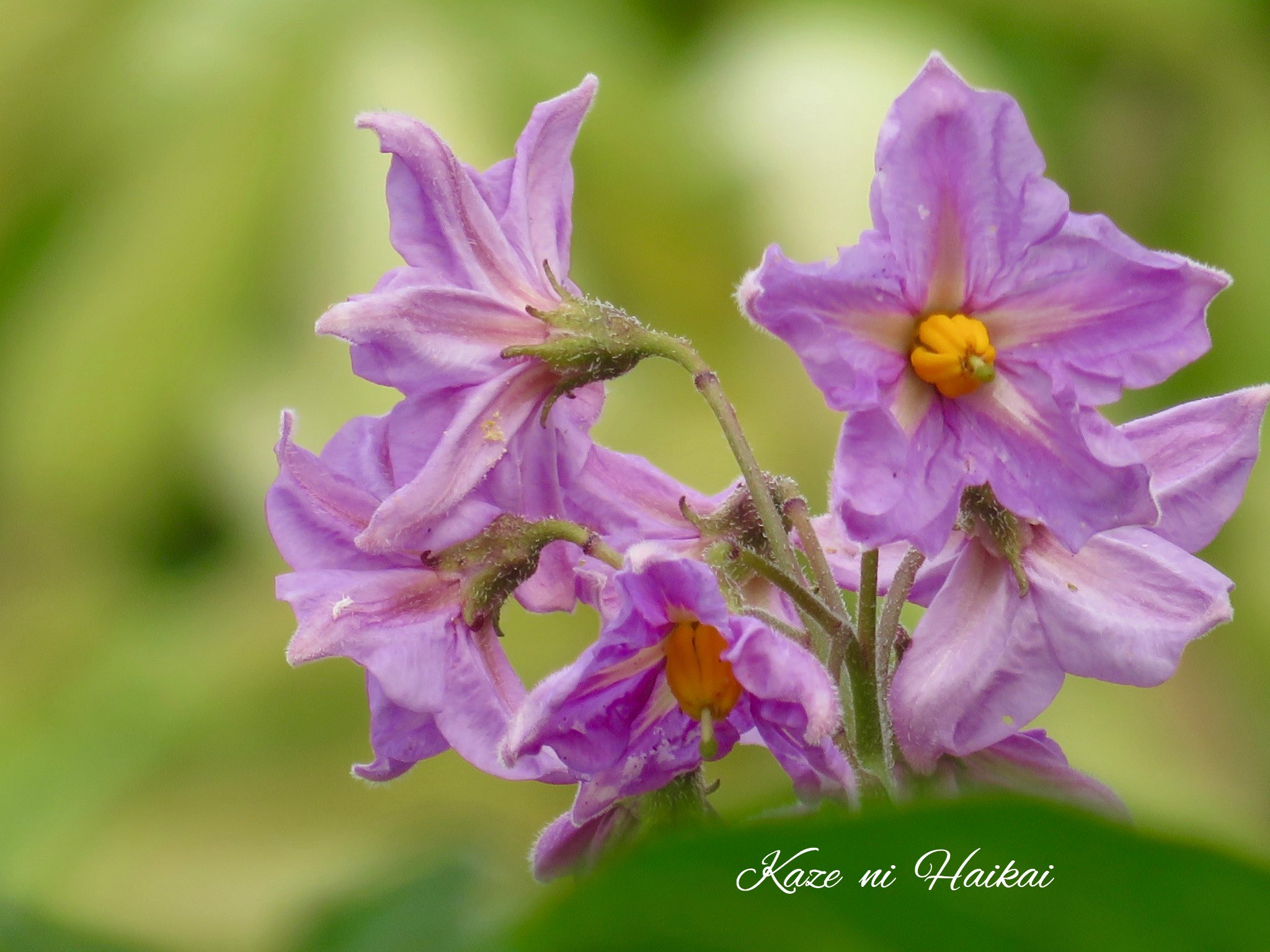 風に徘徊 多忙 気まぐれ浮上 じゃが芋がナス科だと知ったのは去年 花の形から もしや と調べ納得しました 花が株のてっぺんに咲くのを知ったのも最近 写真撮り始めて いろんな気付きを貰いました ほろほろとほのかに紫ほろほろと天辺