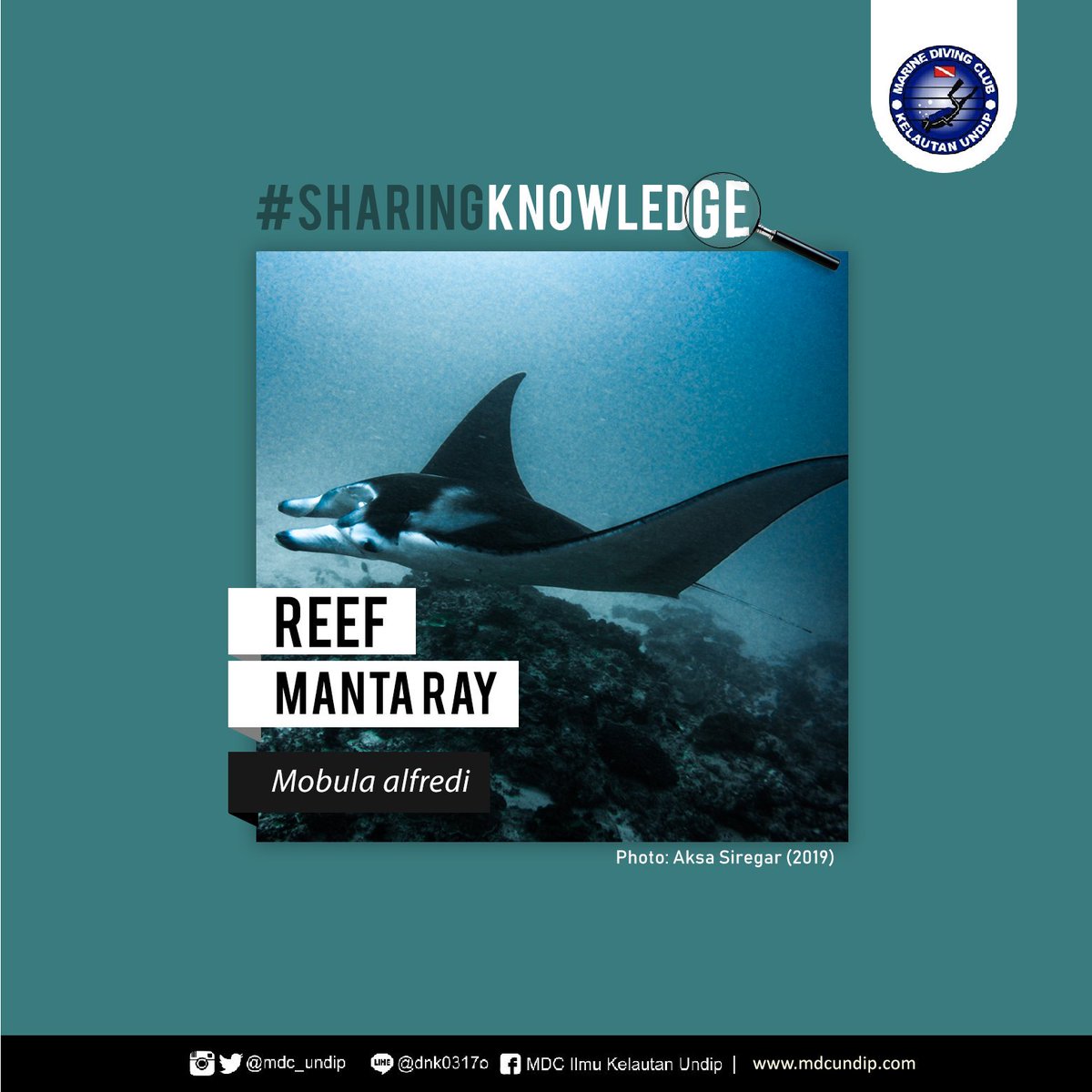 mdc_undip's tweet photo. Tahukah kamu? 💡💡

Reef Manta (Mobula alfredi) sering dikira beracun pada ekornya seperti pari pada umumnya, namun itu jelas salah. Ada dua jenis pari yang ekornya tidak beracun yaitu, Mobula birostris dan Mobula alfredi.

#mdcsharingknowledge https://t.co/mlKQa2PLCQ