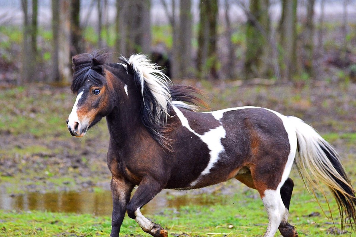traffordminis's tweet photo. Have not tweeted in a while, one of our mares Lottie #mini #mare #horse #miniature #mare #pinto #beautiful #therapy #love #pony https://t.co/DvXPNrX00G