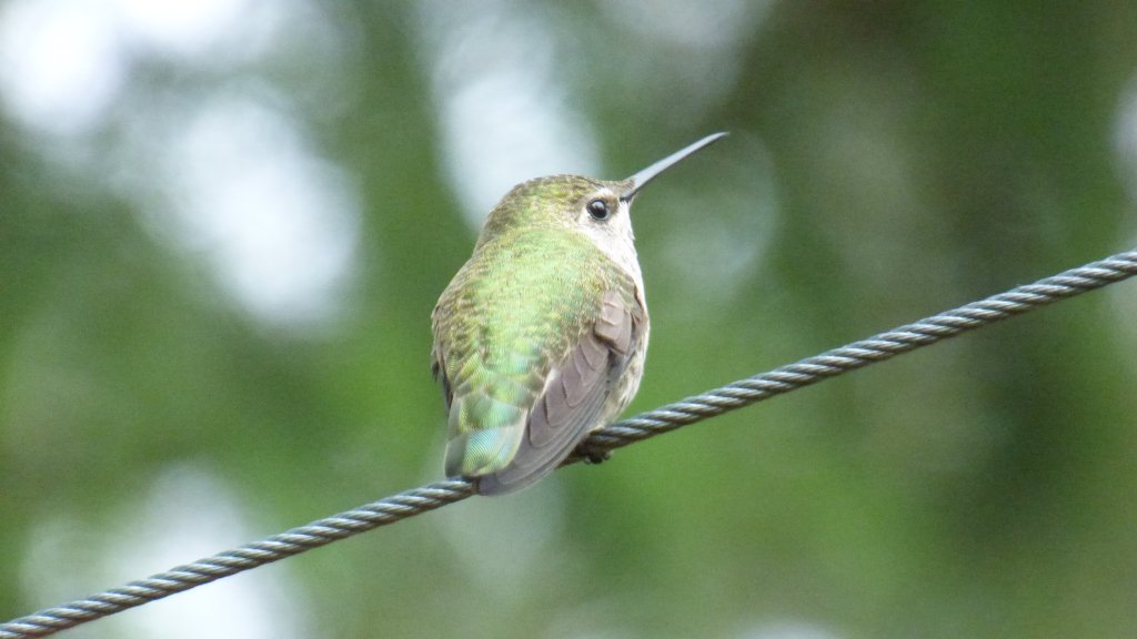 Watching alessandradecampos.com/2019/06/03/wat…