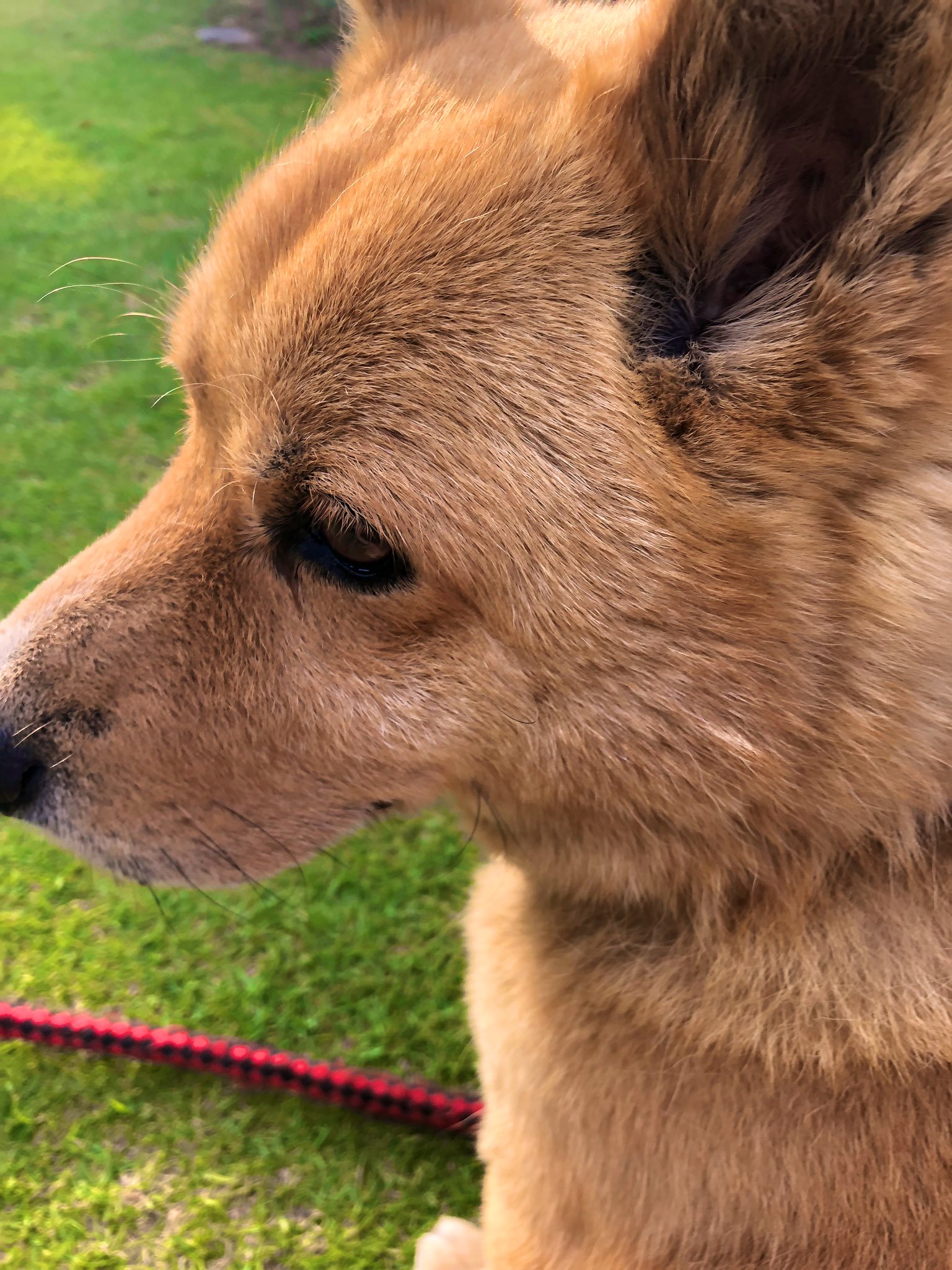 Chie 犬神さまは久しぶりすぎて撫でてアピールとまらないし散歩途中で叔父の軽トラとすれ違って居るはずのない私を二度見してお互い笑い合うしかないのとか田んぼに水が入り始めてるのとか夕日とか最近忘れてたこの時間の流れ T Co 49pwcok7vy